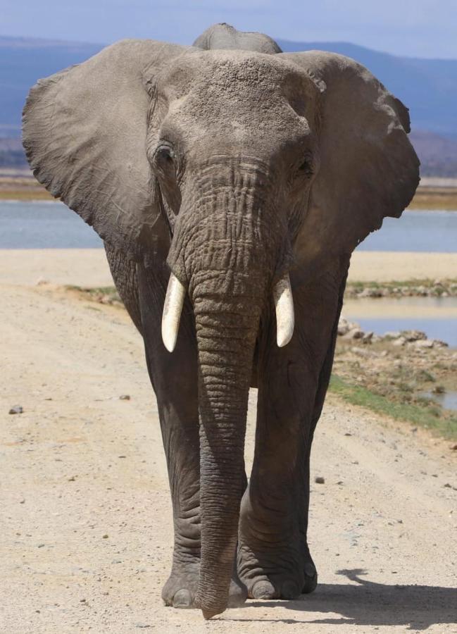 شقة Amboseli Redhouse المظهر الخارجي الصورة